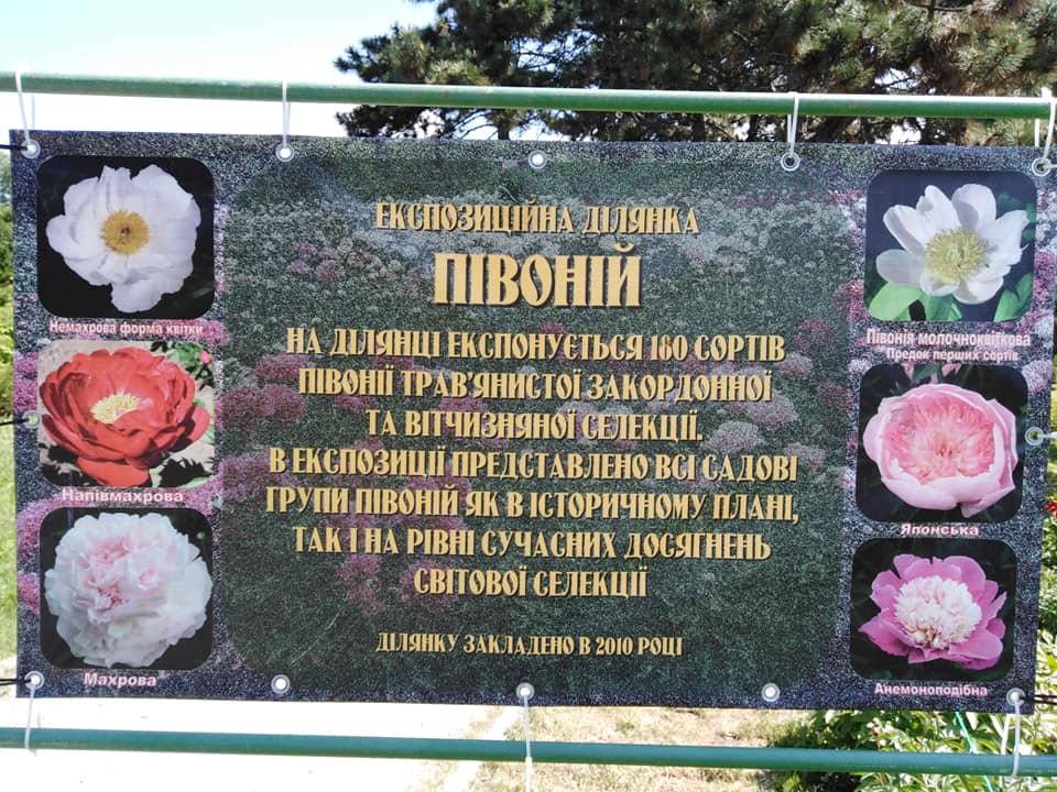 пионы, ботсад