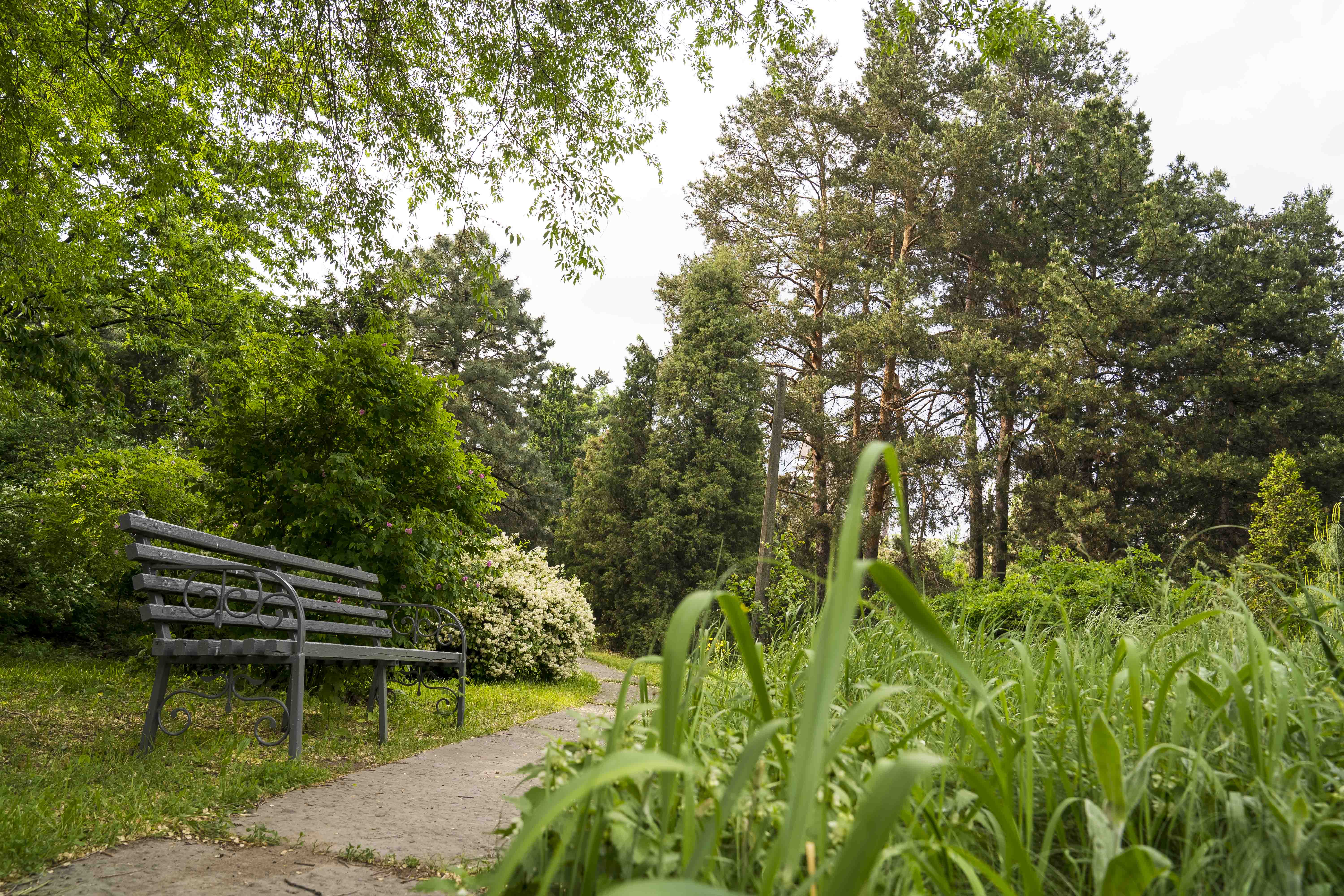скамейка, трава, парк