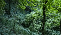 Замковая, гора, Андреевская, церковь, парк