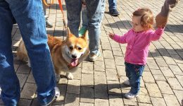марш за права животных