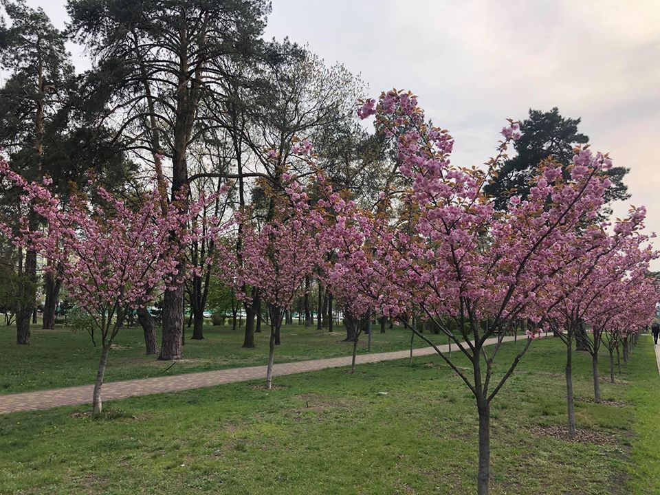 сакуры, парк Киото