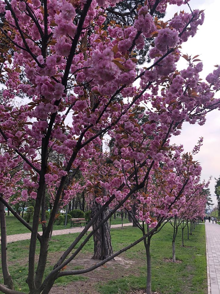сакуры, парк Киото