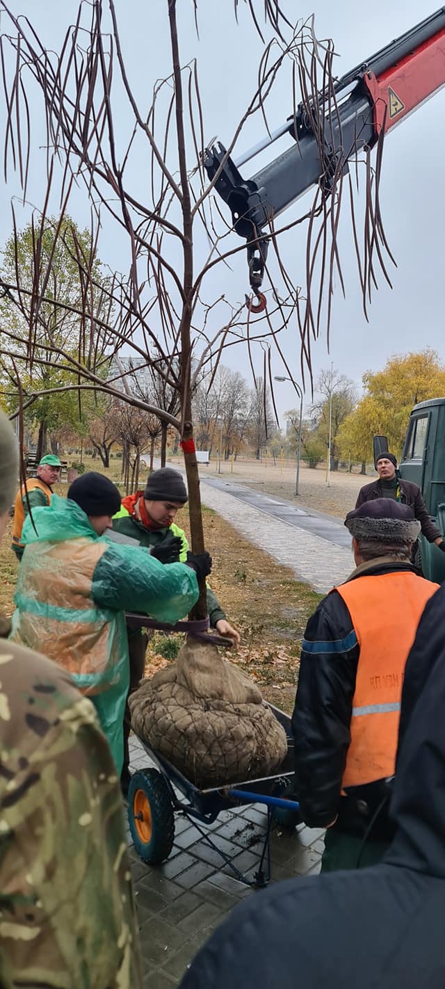 катальповий гай на березняках